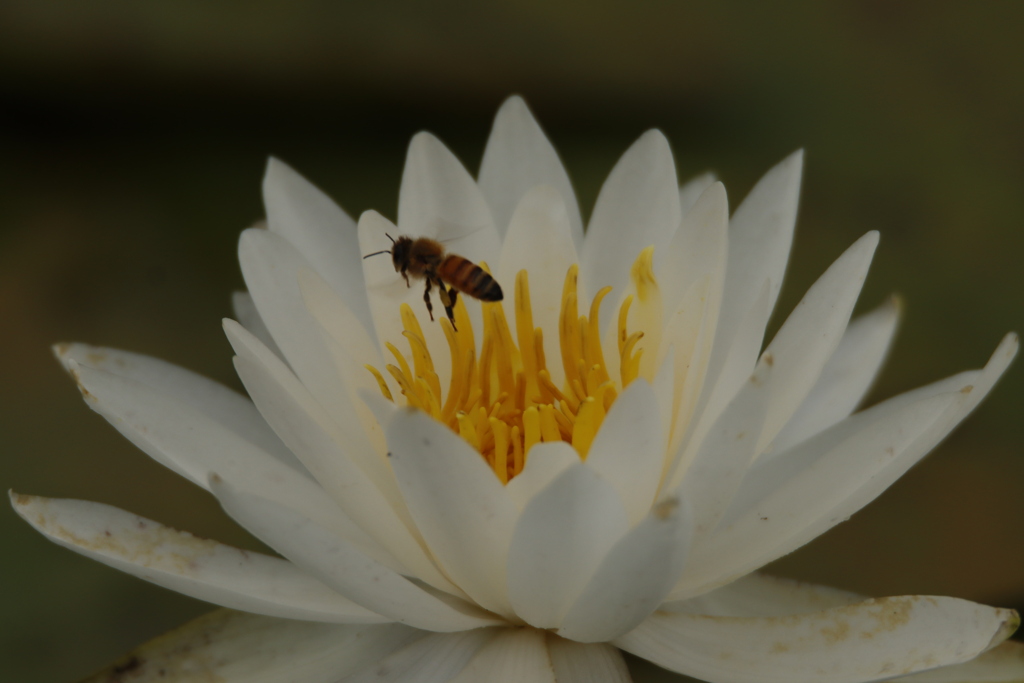 睡蓮とミツバチ1