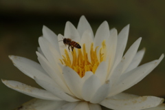 睡蓮とミツバチ1