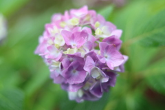 あじさい3