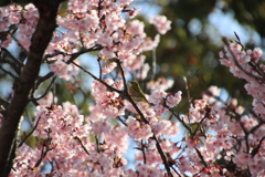 蓬莱桜とメジロ3