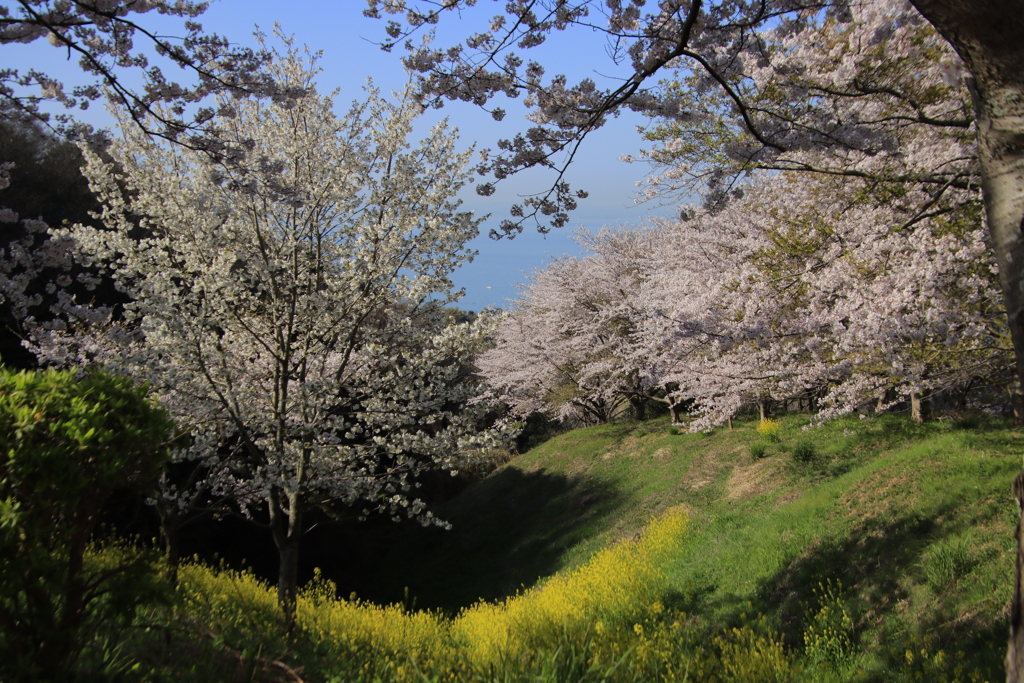 竜王山公園の桜と菜の花