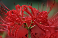 彼岸花8