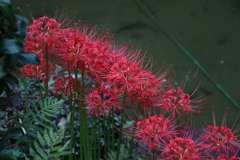 曼珠沙華