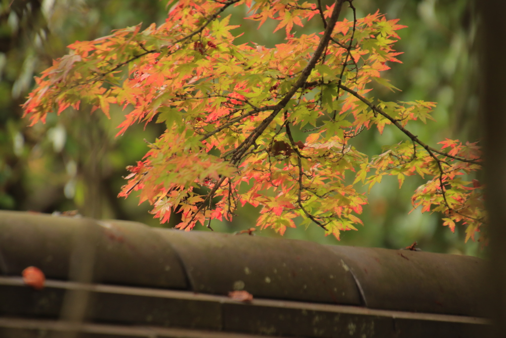 紅葉のはじまり