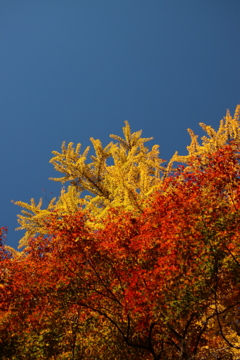 青空とイチョウと紅葉2