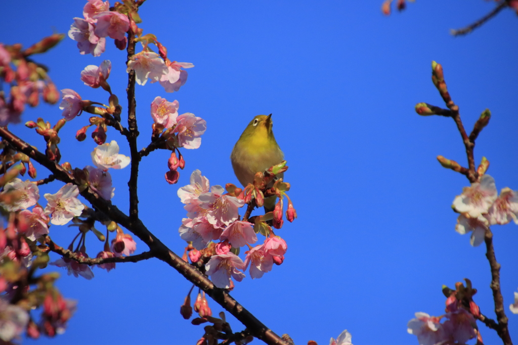 メジロと河津桜2
