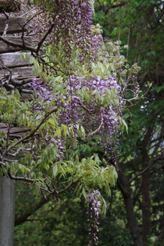 藤棚3