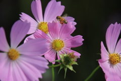 コスモスとミツバチ