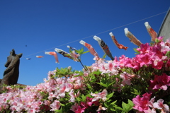 ツツジと鯉のぼり2