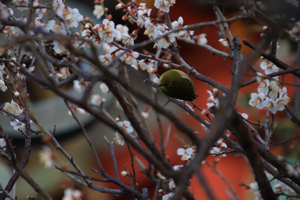 梅とメジロ