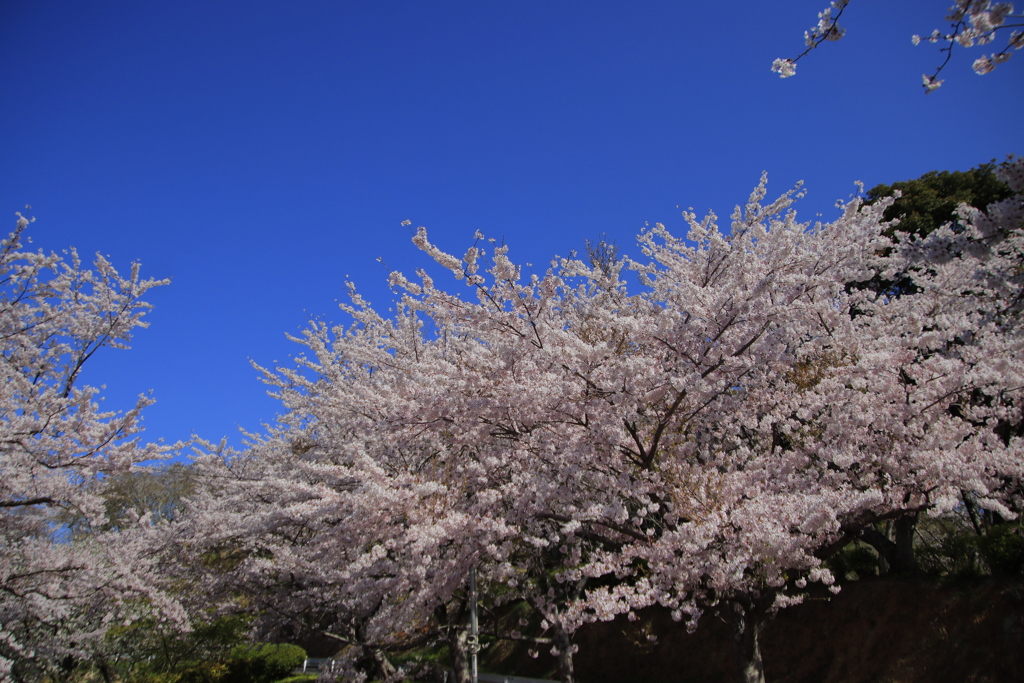 青空と桜