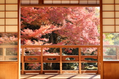 堀氏庭園紅葉