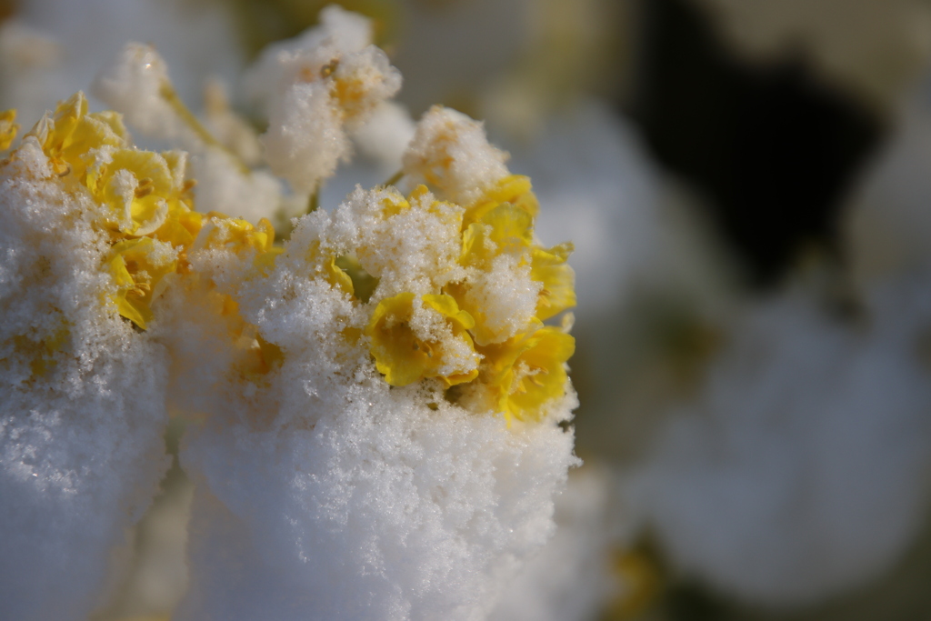 雪と菜の花2