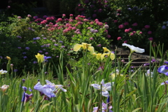 花菖蒲、紫陽花