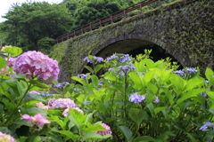 あじさいと眼鏡橋