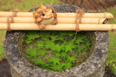 青紅葉とカエルの置物