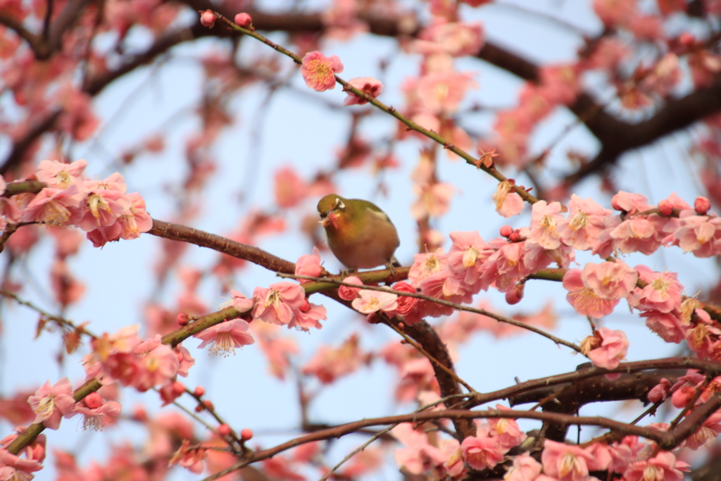 メジロと梅3