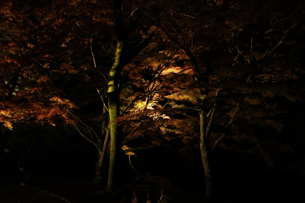 大寧寺ライトアップ3