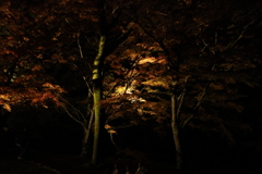 大寧寺ライトアップ3