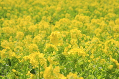 菜の花畑2