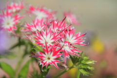 キキョウナデシコ