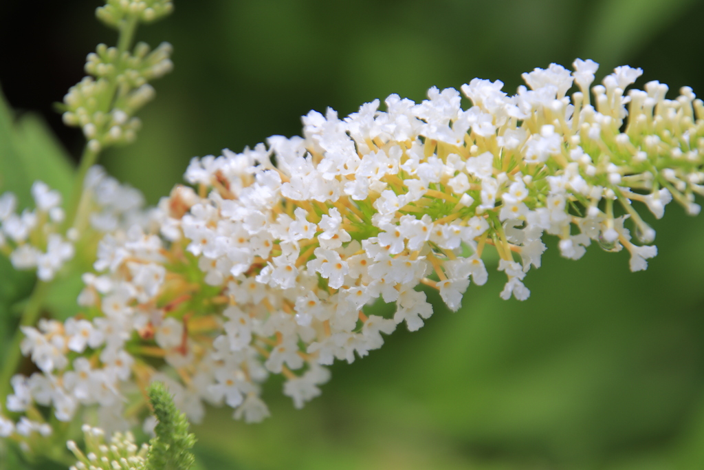 フサフジウツギ