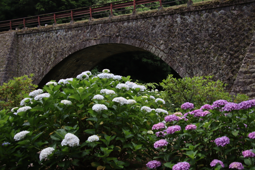 眼鏡橋とあじさい3