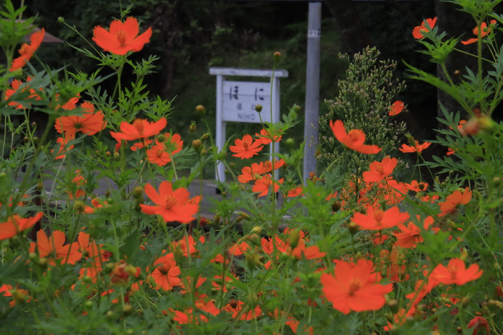 仁保駅のコスモス