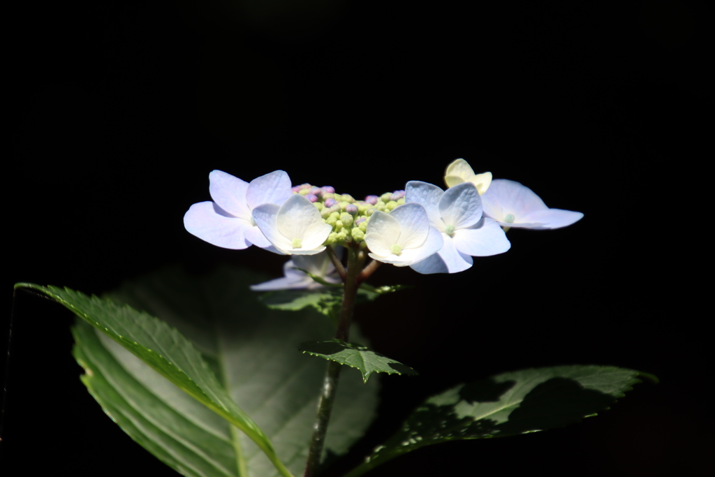 紫陽花8