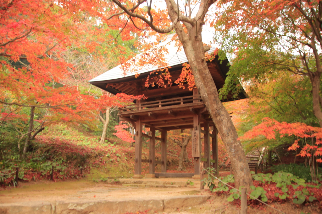 両足寺紅葉