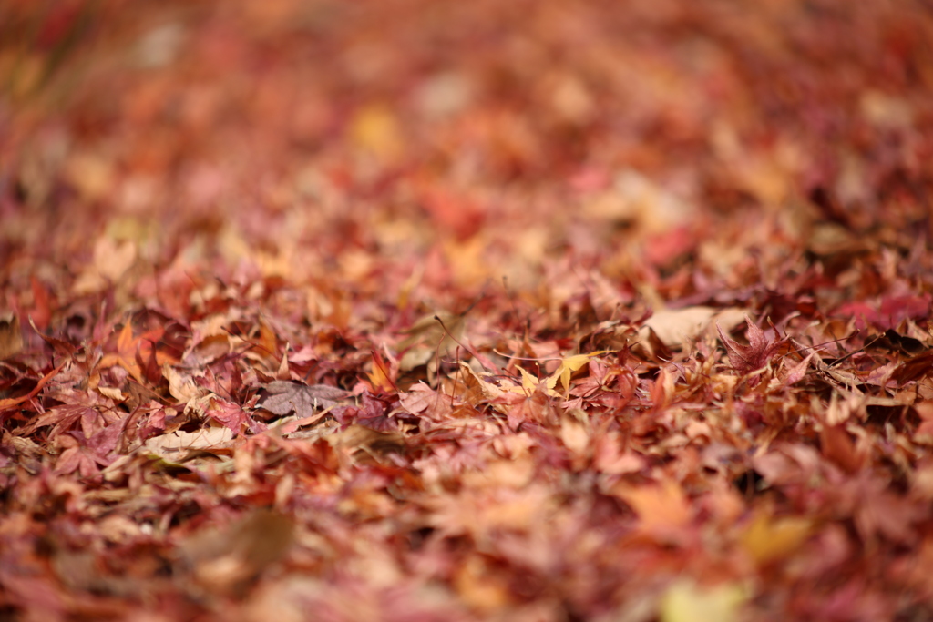 赤いじゅうたん