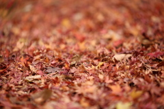 赤いじゅうたん