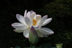 孫文蓮4