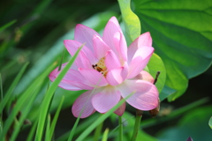 天平の池の大賀蓮2