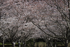 満開の桜並木