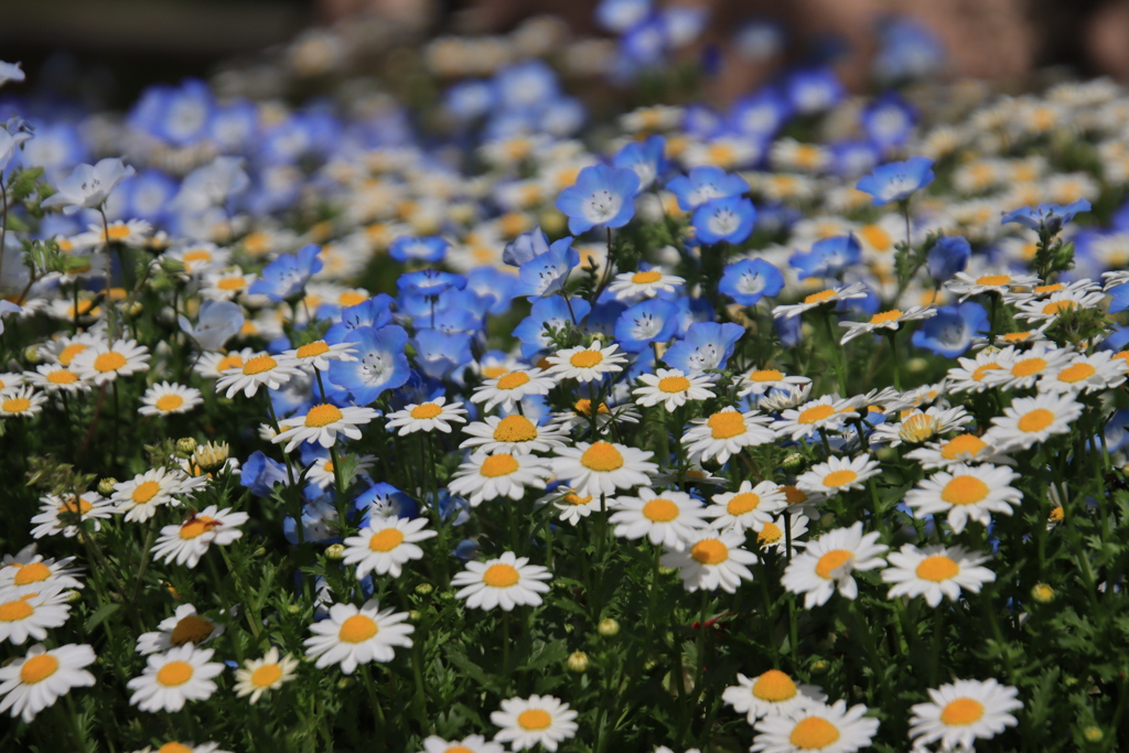 ネモフィラとヒナギク