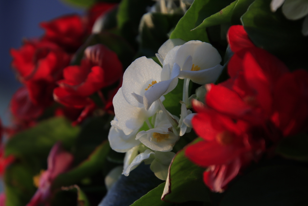 ベゴニア・センパフローレンス