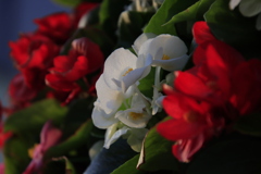 ベゴニア・センパフローレンス