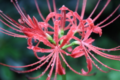 曼珠沙華