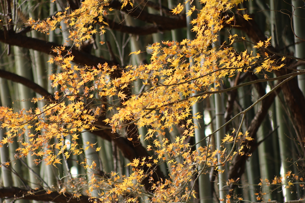 紅葉と竹林