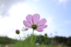 秋桜9