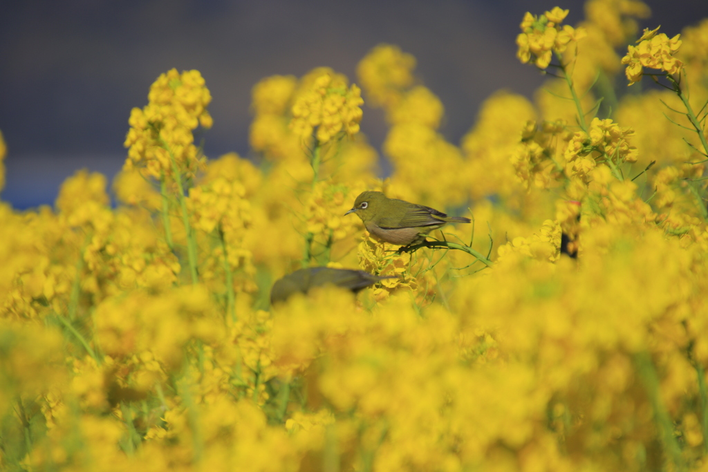 メジロと菜の花2