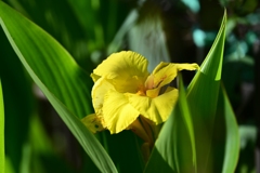 夏の花