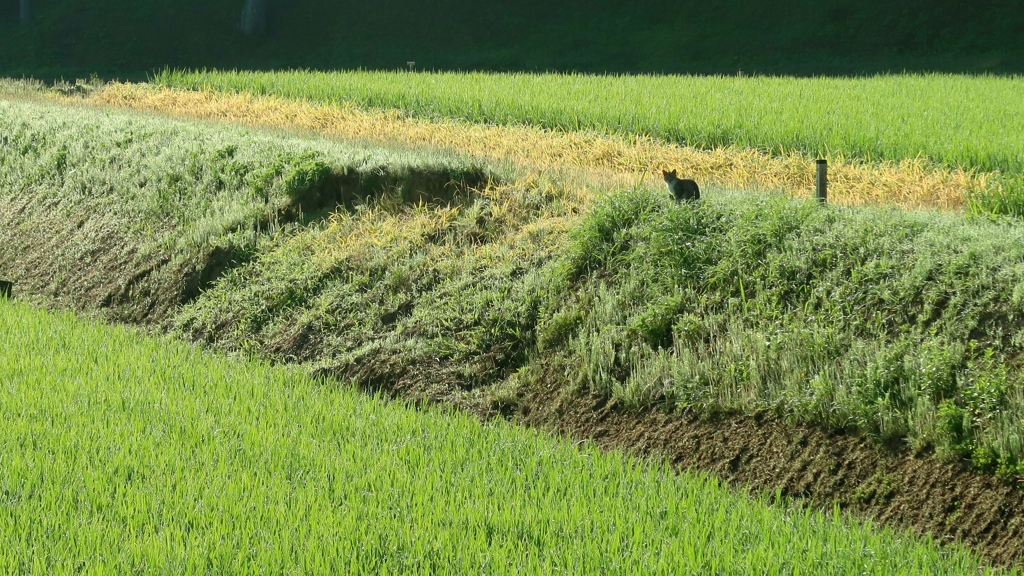 猫散歩