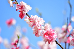 春の庭 9