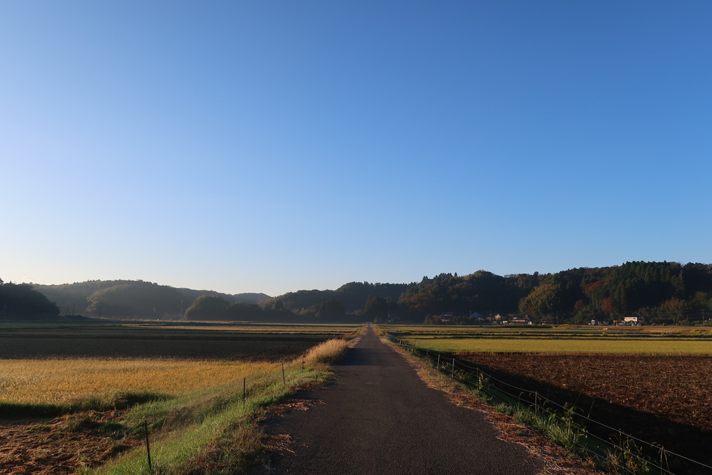 散歩道 203