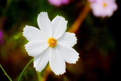 庭の花11