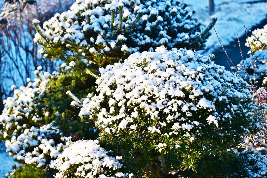 雪の朝
