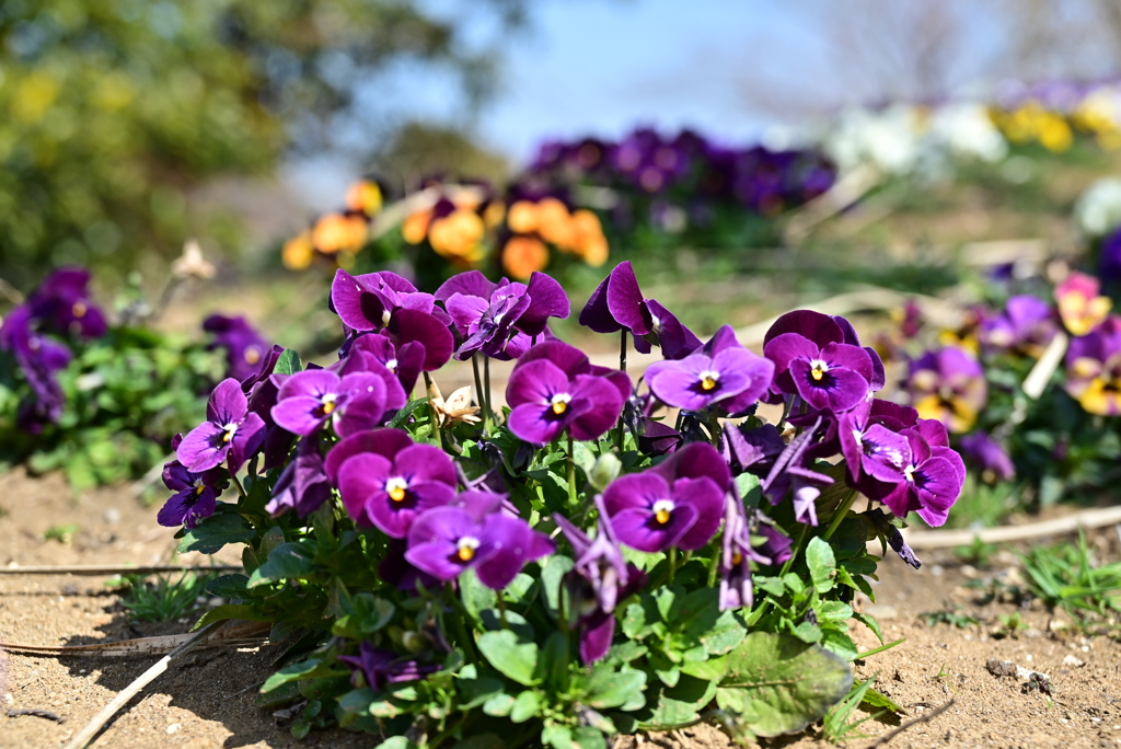 公園の花 11