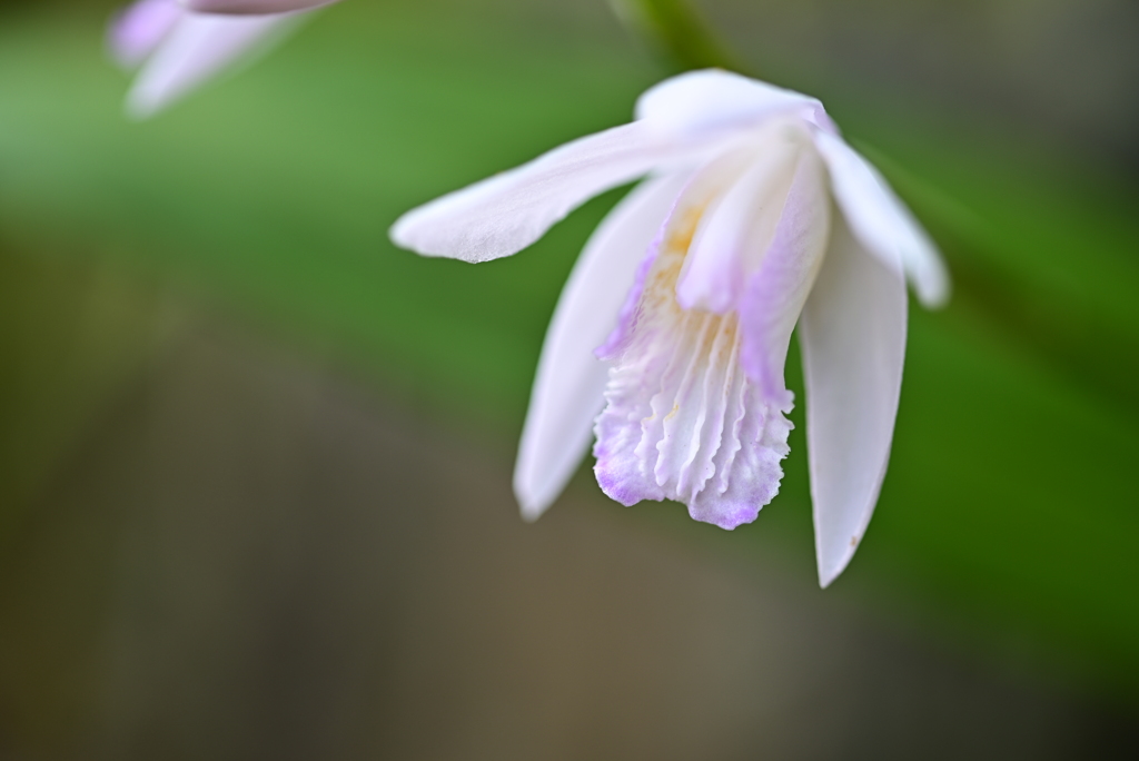 白花紫蘭